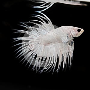 Crowntail Betta Fish White Platinum