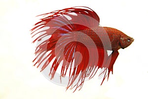 Crowntail Betta Splendens