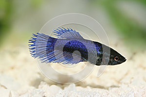 Crowntail female betta splendens Siamese fighting fish aquarium fish