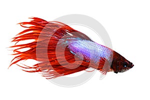 Crowntail male betta splendens Siamese fighting aquarium fish