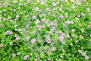 Crownvetch Ground Cover