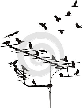 Crows on the antenna