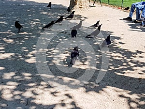 Crows beg for food from seated people.