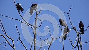 Crows on Branch, Flying Flock, Crowd of Raven in Tree, Black Bird, Birds Close up in Summer Nature, Natural Environment