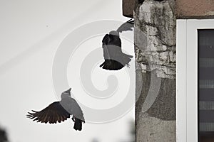 Crows building a nest, damaging the walls