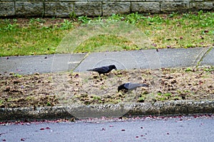 Crows dig up the lawn to find chafer grubs
