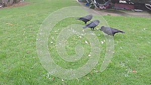 Crows feeding on scraps in a caravan park.