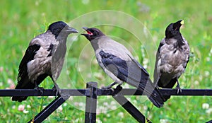 The crows on the fence