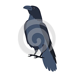 crows flat design , isolated on white background