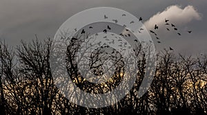 Crows fly over the bare trees at sunset