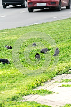 Crows on the grass. Crows looking for food on the lawn
