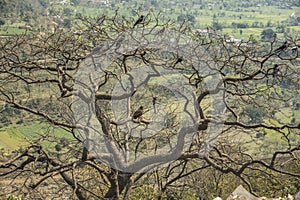CROWS AND KITES ON TREE