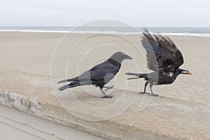 Crows negotiating a peanut treat