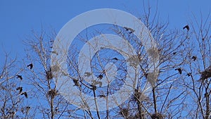 Crows in Nest on Tree, Flying Flock Birds, Crowd of Raven in Branch, Black Bird, Close up in Summer Nature, Natural Environment