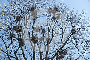 Crows nests on tree branches, branches still without foliage