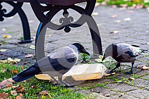 crows in the park at the rubbish bin eat leftovers from a plastic box