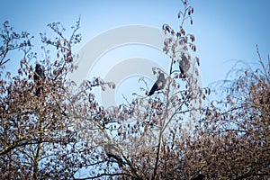 Crows Perched in Wintery Tree Branches