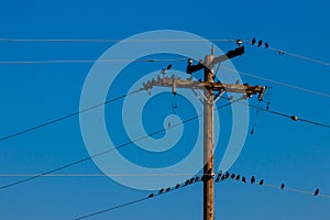 Crows on a power line pole