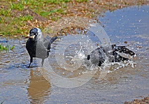 Crows in the puddle