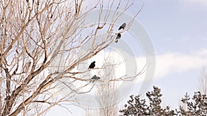 Crows Rook gather after a blizzard night. crow in the park. Birds in the city