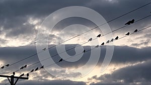 Crows roosting on power / telephone cables as it gets dark,