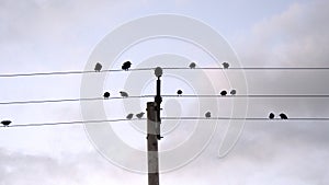 Crows roosting on power / telephone cables as it gets dark,