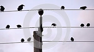 Crows roosting on power / telephone cables as it gets dark,