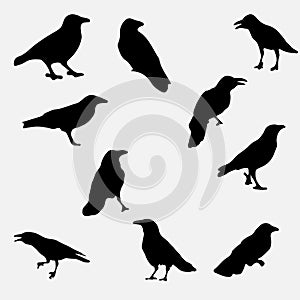 Crows