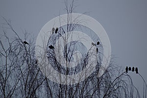 crows sit in a tree