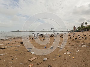 Crows Sitting At Beach At Dadar Chowpatty photo