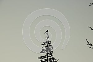 Crows sitting on a tree top