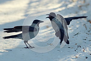 Crows swear on white winter snow