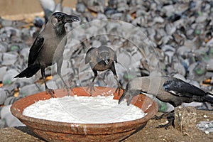 Crows take the sweet rice milk food in a stone pot