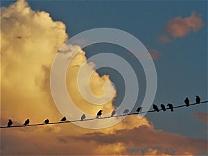 Crows on a Telephone Wire