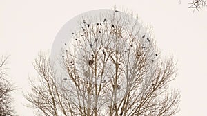 Crows and their nests on a bare tree magpie and rook in winter in Erzurum