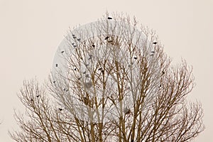 Crows and their nests on a bare tree during snowfall. rooks gathering ; rook