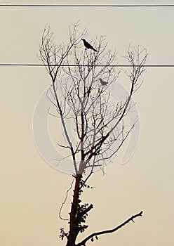 Crows on the tree