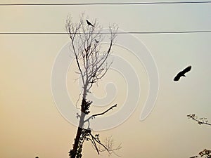 Crows on the tree