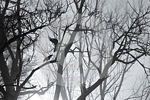 Crows and tree branches silhouette in foggy morning