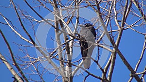 Crows on Tree, Flying Flock Birds, Crowd of Raven in Branch, Black Bird, Close up in Summer Nature, Natural Environment