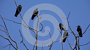 Crows on Tree, Flying Flock, Crowd of Raven in Branch, Black Bird, Birds Close up in Summer Nature, Natural Environment