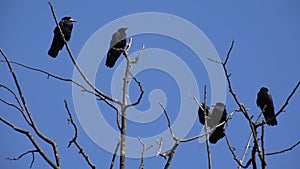 Crows on Tree, Flying Flock, Crowd of Raven in Branch, Black Bird, Birds Close up in Summer Nature, Natural Environment