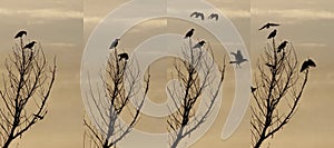 Crows on tree silhoettes on sunset