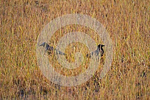 Crows in Two Carrion crows in field treated with glyphosate