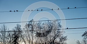 Crows On The Wires