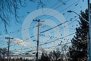 Crows On The Wires 3