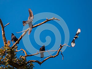 Crows and Yellow-billed magpies Pica nuttalli in a scuffle in Valley Oak tree