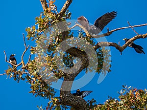 Crows and Yellow-billed magpies Pica nuttalli in a scuffle in Valley Oak tree