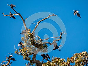 Crows and Yellow-billed magpies Pica nuttalli in a scuffle in Valley Oak tree