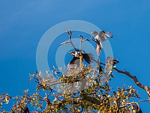 Crows and Yellow-billed magpies Pica nuttalli in a scuffle in Valley Oak tree